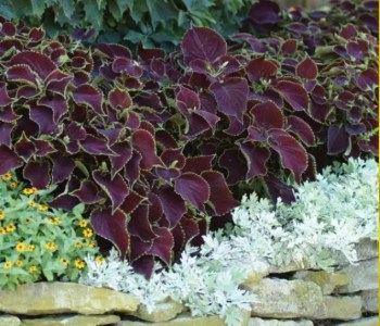 coleus chocolate mint2